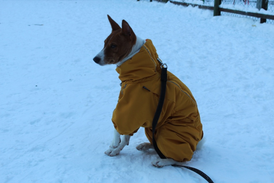В Орле участковый отыскал и вернул хозяевам пропавшую собаку Ронни